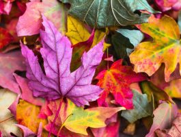 Autumn projects for your business