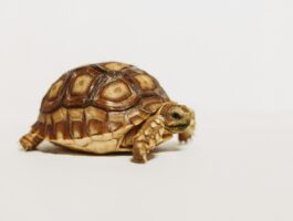 How to speed up your computer when it slows down